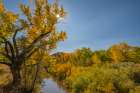 USA, New Mexico, Jemez National Recreation Area. Sun star and cottonwood trees around stream. Landscape Print